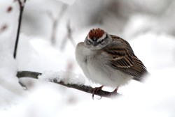 Sparrow Photo: Alice Webb