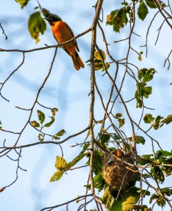 Baltimore oriole Photo: Stephania Johnson