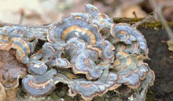 Turkey tail fungi Photo: Sue March