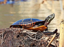 Turtle Photo: Richard Philben