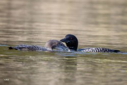 September loons Photo: Karen Suhrhoff