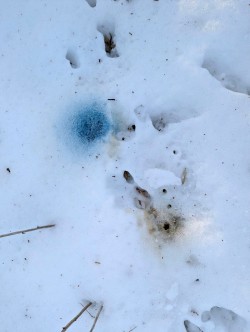 40-vonvolln-blue-rabbit-urine.jpg Photo: Gary Vonvolln