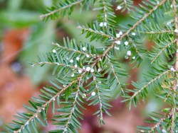 Hemlock Photo: Ross Lanius