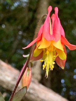 Wild Columbine Photo: Jane Schlossberg
