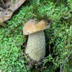 Mushroom Moss Photo: AM Dannis