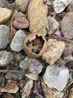 Open gall Photo: Wayne Stocker