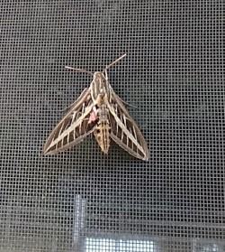 Sphinx moth Photo: Bonnie Honaberger
