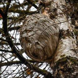 Hornets nest Photo: Sandy Miklas Dannis