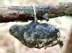 Owl pellet Photo: Kirk Gentalen