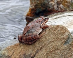 Wood frog Photo: Sheri Larsen
