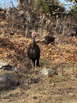 Turkey Photo: Stephen Perrine