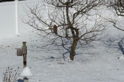 41-stocker-feeder-watch-hawk.jpg Photo: Wayne Stocker