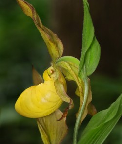 Yellow lady slipper Photo: Christine Young