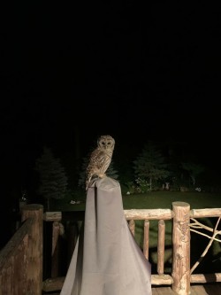 Owl Photo: Lori McDonough