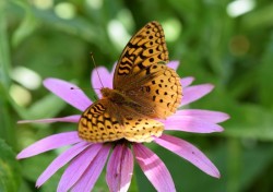 great spangled fritillary Photo: Caroline Tricker