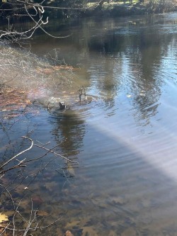 Otter Photo: Dave Thompson