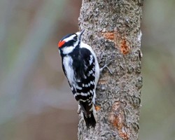 Downy woodpecker Photo: Sheri Larsen