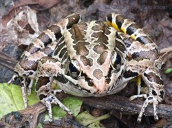 Pickerel frog Photo: Peter Hollinger