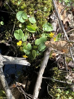 Wildflower Photo: Karen Stocker