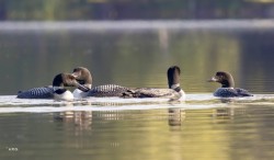 Loon gathering Photo: Karen Suhrhoff