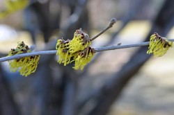 Witch hazel Photo: Judy Sweet