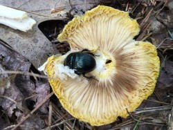 Beetle mushroom Photo: Pam Landry