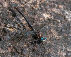 Dargonfly Gorga Photo: Frank Gorga