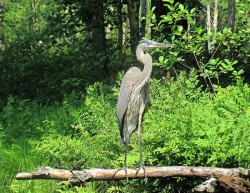 Great blue heron Photo: Richard Philben