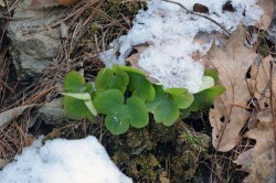 Hepatica Photo: Judy Sweet