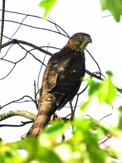 42_immature_sharp-shinned_hawk.jpg