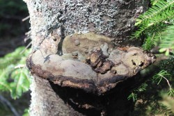 Tree Growth Photo: John Blaser