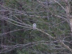 42_owl_in_distant_tree_sm.jpg