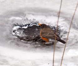 Robin Photo: Ross Lanius