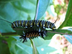 42caterpillars_on_milkweed-1.jpg