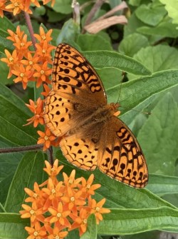 Fritillary on Butterfly Weed Photo: Judy Kaiser