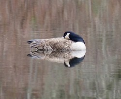 Goose preening Photo: Ross Lanius