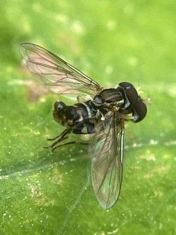 Hover flies Photo: Lynette Reep