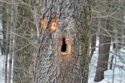 43-sweet-cherry-tree-excavations.jpg Photo: Judy Sweet