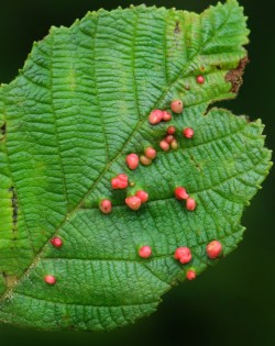 Gorgeous galls Photo: Christine Young