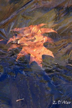 Red oak Photo: Eric D'Aleo