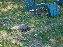 Snapping turtle Photo: Sheryl M. Gebauer