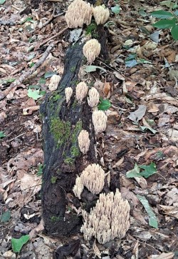 Coral fungus Photo: Clare Lise Kelly
