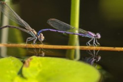 Variable dancer Photo: Paula Jean Schlax