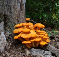 Jack O Lantern mushroom Photo: Karen Dapp