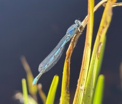 Familiar bluet Photo: Katherine Fiveash