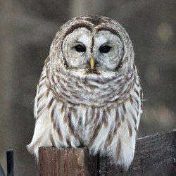 44-fournier-february-owl.jpg Photo: Jeanette Fournier