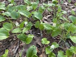 Canada mayflower Photo: Mary Halm Small