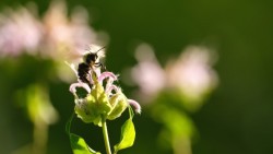 Bee on flower Photo: Ella Mayo