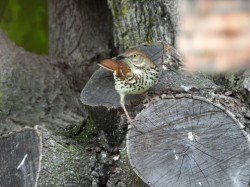 Brown thrasher Photo: Marie Rainville