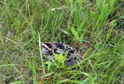 Woodcock Photo: Geoffrey Bluh